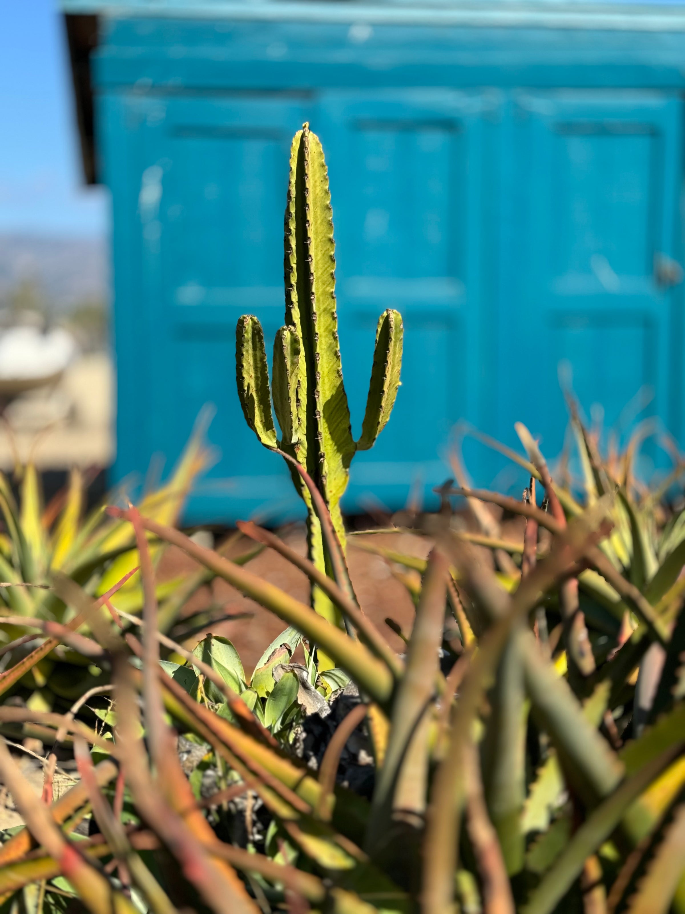 Bad Cactus Background